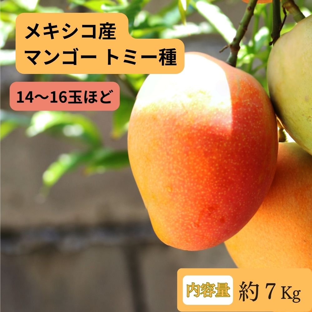 マンゴー トミー種
