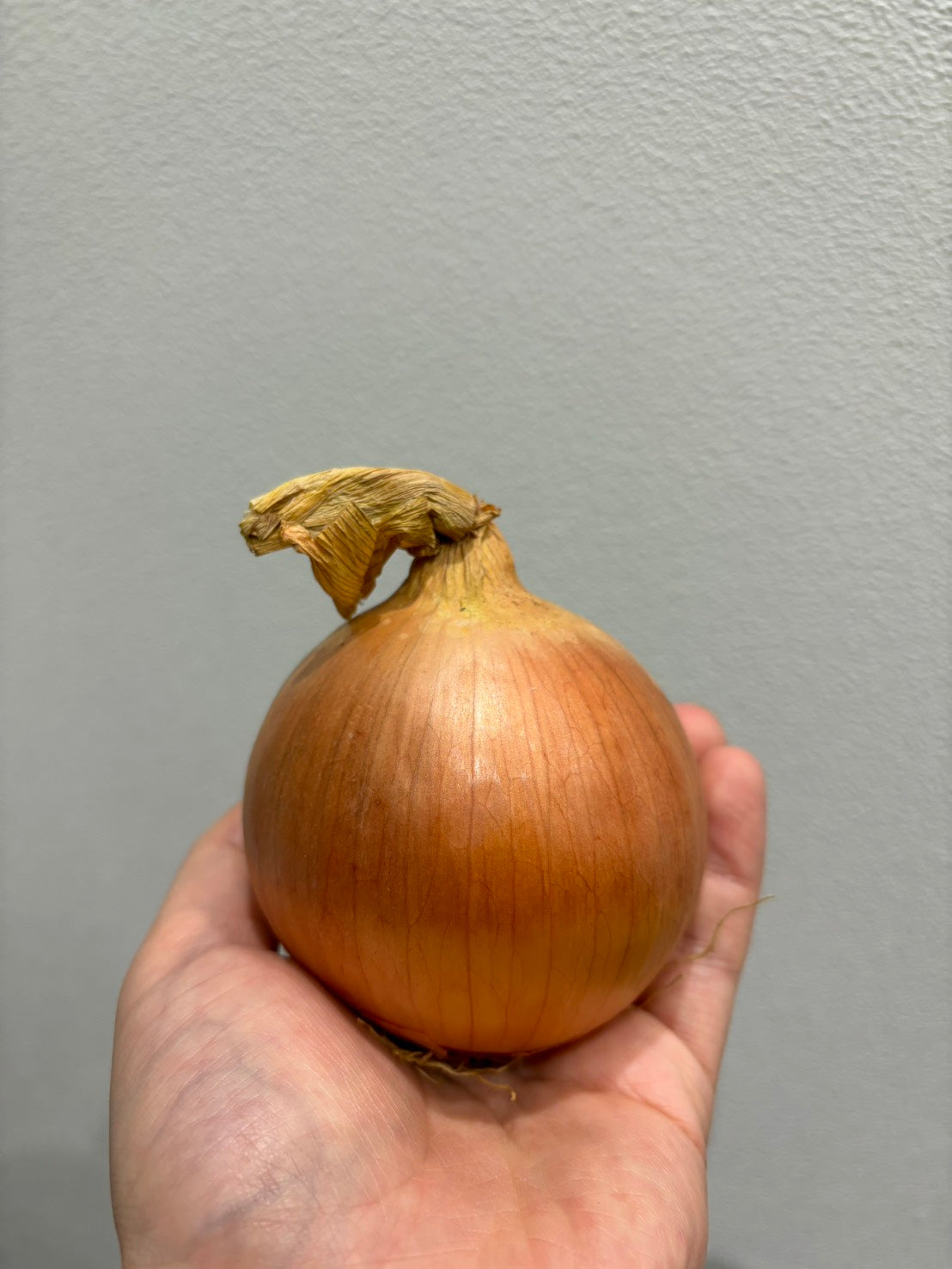 ニュージーランド産 玉ねぎ